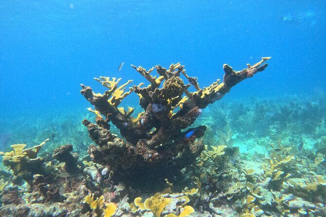 Snorkel Paradise Cancun 5 in 1 For Non Swimmers - Practical Tips to Make Your Snorkel Better