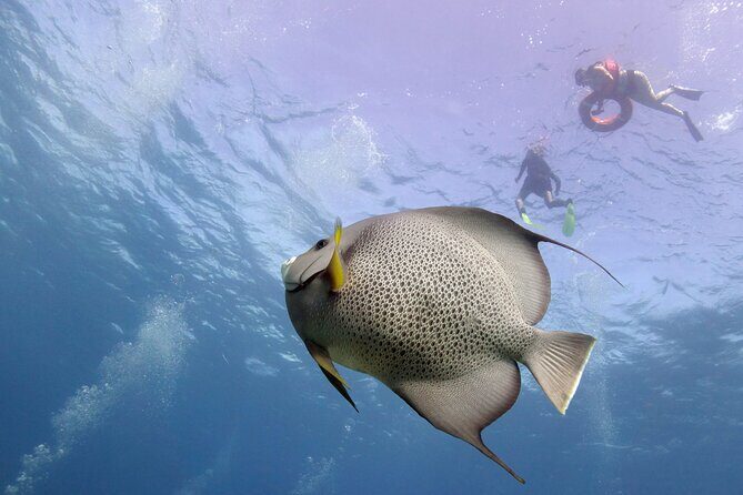 Snorkel Tour at Musa and Manchones Reef - Meeting at Pocna on Isla Mujeres: where to go and what to expect