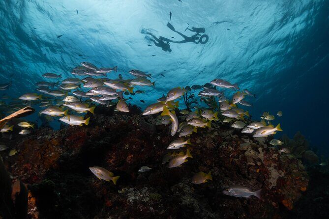 Snorkel Tour at Musa and Manchones Reef - Musa underwater museum: how to enjoy it without needing a scuba script