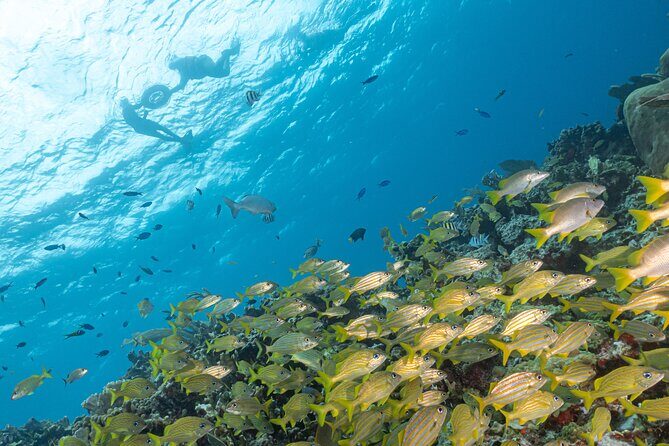 Snorkel Tour at Musa and Manchones Reef - What you’ll do on the water: the snorkeling rhythm
