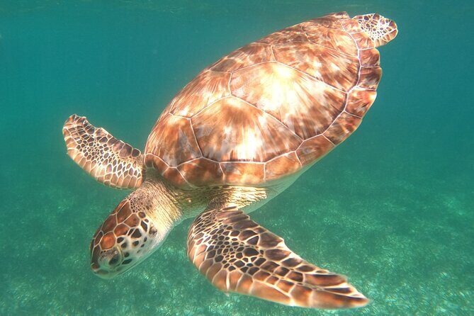 Snorkel Tour on the Costa Maya with experienced Guid - Key things I’d circle on your planning map