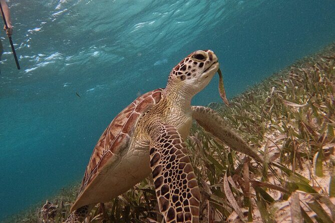 Snorkel Tour on the Costa Maya with experienced Guid - Playa Mahahual time after snorkel: sargazo beach, camastros, and water toys