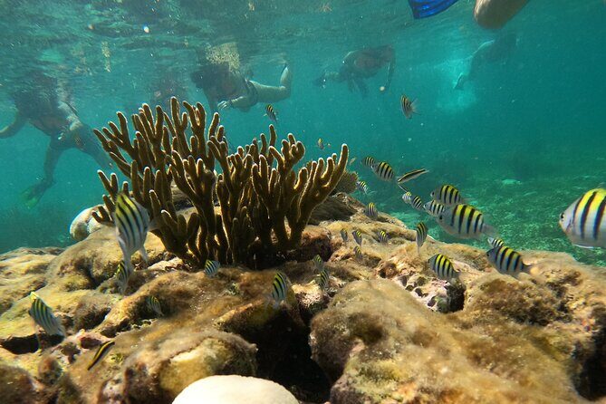 Snorkel Tour on the Costa Maya with experienced Guid - Price and value: why $36 can feel fair here