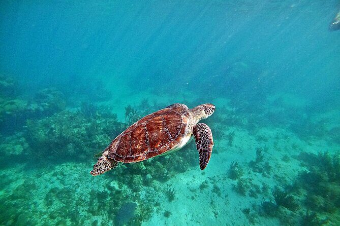 Snorkel Tour! Turtles & Underground Cenote from Playa del Carmen - A 5-Hour Mashup: Akumal Turtles and Puerto Aventuras Cenotes