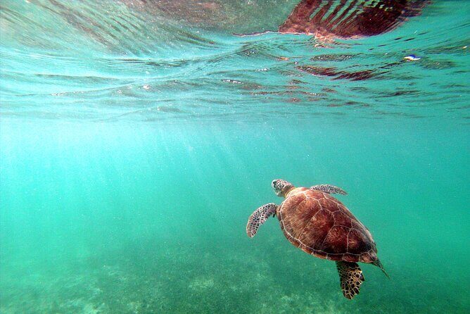 Snorkel Tour! Turtles & Underground Cenote from Playa del Carmen - Snacks, Gear, and the Details That Actually Matter