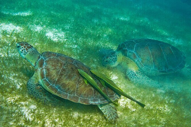 Snorkel Tour! Turtles & Underground Cenote from Playa del Carmen - Price Breakdown: What Your 116 Covers and the 20 USD Tax