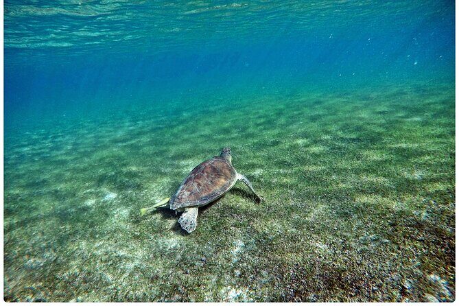 Snorkel Tour! Turtles & Underground Cenote from Playa del Carmen - Tips for a Smooth Day: Sunscreen, Towels, Bug Spray, and Life Vest