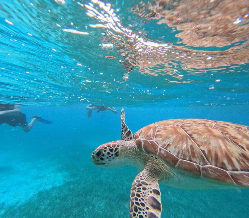 snorkel with tropical fish, reefs, and in search of turtles - Swimming, marine life viewing, and sailing: how the time is paced