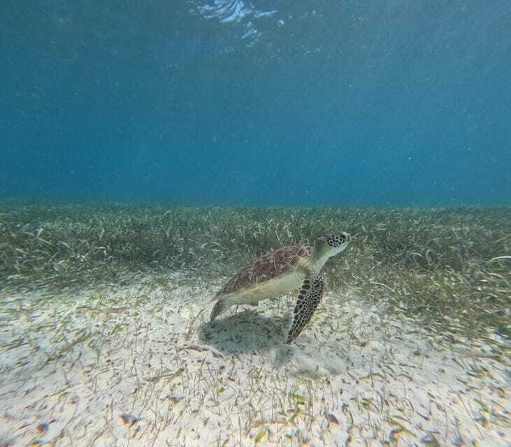 snorkel with tropical fish, reefs, and in search of turtles - What can go right and what can go wrong (so you’re not surprised)