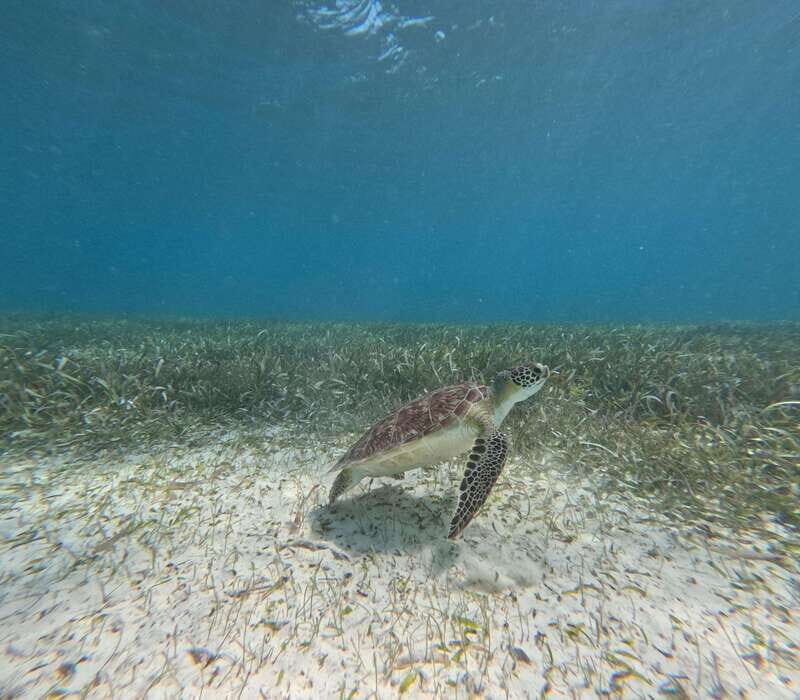 snorkel with tropical fish, reefs, and in search of turtles - The reef route: what 1 hour and 20 minutes really delivers