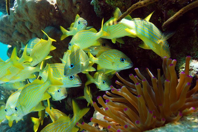 Snorkel Xtreme Cancun - A Full Day of Jungle Heights and Caribbean Water