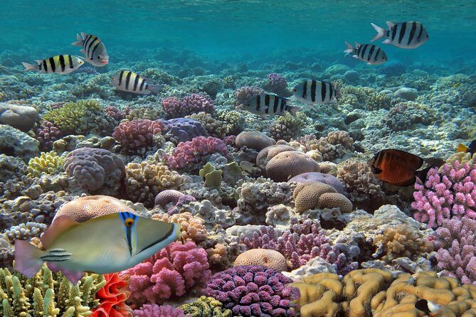 Snorkeling Adventure at Isla Mujeres Includes Lunch and Open Bar - Isla Mujeres Free Time: Folklore Streets With a Tight Time Window
