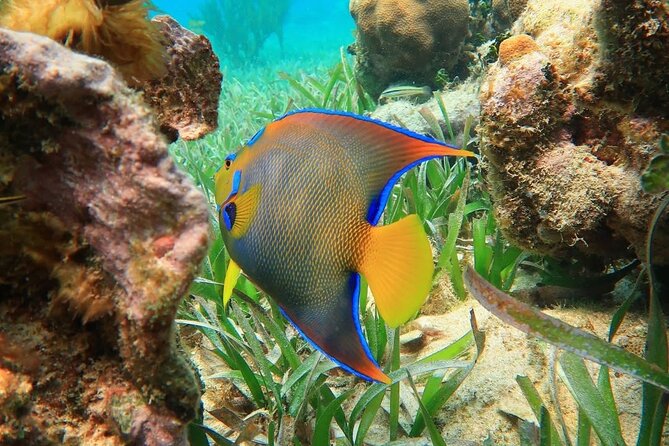 Snorkeling adventure at Puerto Morelos Reef National Park - Key things to know before you go