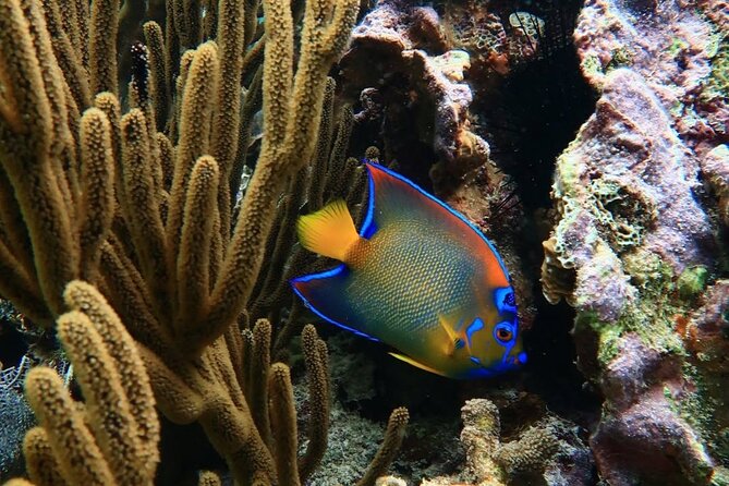 Snorkeling adventure at Puerto Morelos Reef National Park - Gear, lifejackets, and how safety shows up in real life