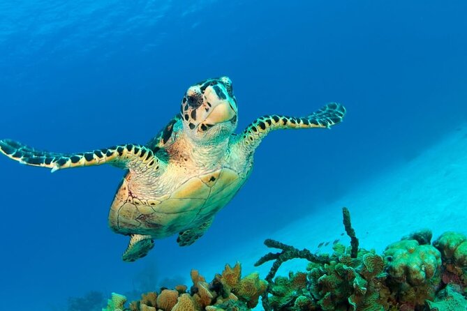 Snorkeling adventure at Puerto Morelos Reef National Park - Price and value: $39.50, plus a $12 dock tax you must plan for