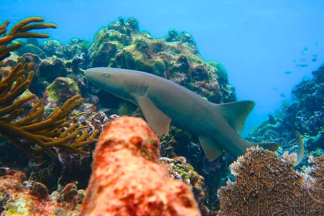 Snorkeling adventure at Puerto Morelos Reef National Park - Small group max 25: why that helps more than you think