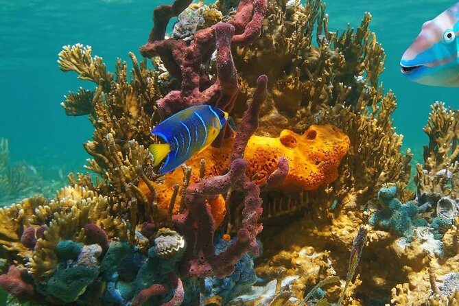 Snorkeling adventure at Puerto Morelos Reef National Park - The guide crew: what to look for and how to get more out of it