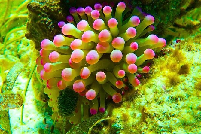 Snorkeling adventure at Puerto Morelos Reef National Park - Weather, seasickness, and choosing the right mental mindset