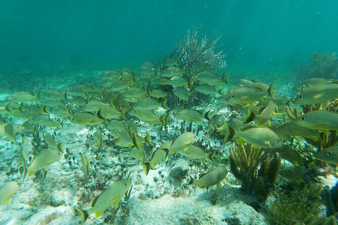 Snorkeling Adventure in Puerto Morelos - Puerto Morelos reef spots: the two places you’re really going