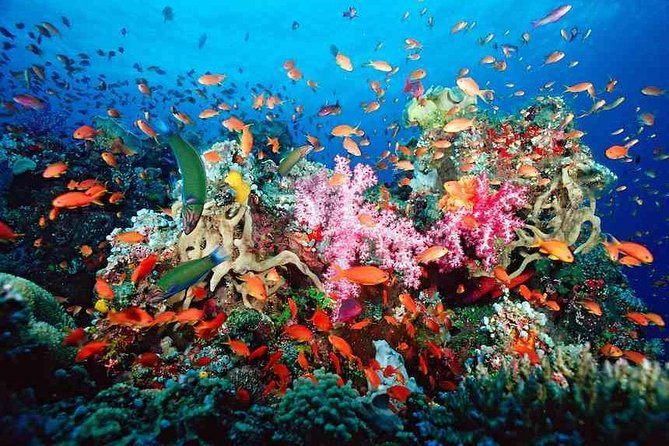 Snorkeling Adventure in Puerto Morelos Includes snack, Water and Round Trip. - Key Things I’d Focus On Before You Go