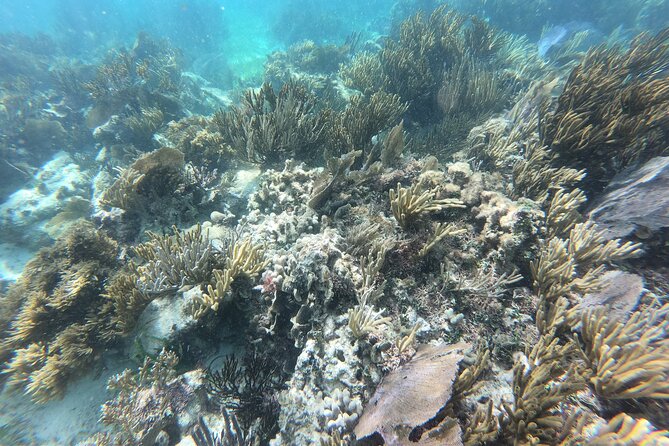 Snorkeling Adventure in Puerto Morelos Includes snack, Water and Round Trip. - Reef rules and photo reality: what you can and can’t bring in