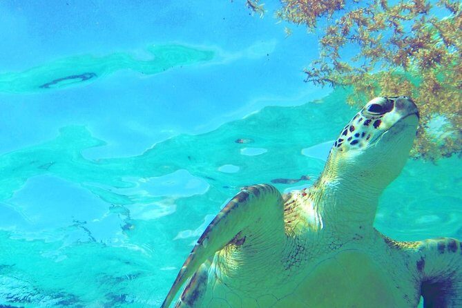 Snorkeling Adventure Tour Reef & Cenote - Cenotes Sac Actun: stalagmites, tight quarters, and real safety focus