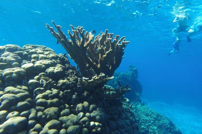 Snorkeling and Beach Club Access in Cozumel with Lunch - Dzul-Ha Reef: What “Close to Shore” Changes for You
