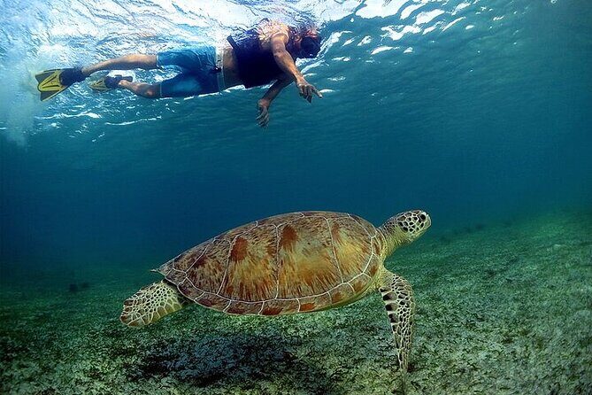 Snorkeling Experience with Turtles in Cenote in Riviera Maya - Cenotes and Caribbean turtles: why this tour is built for your time