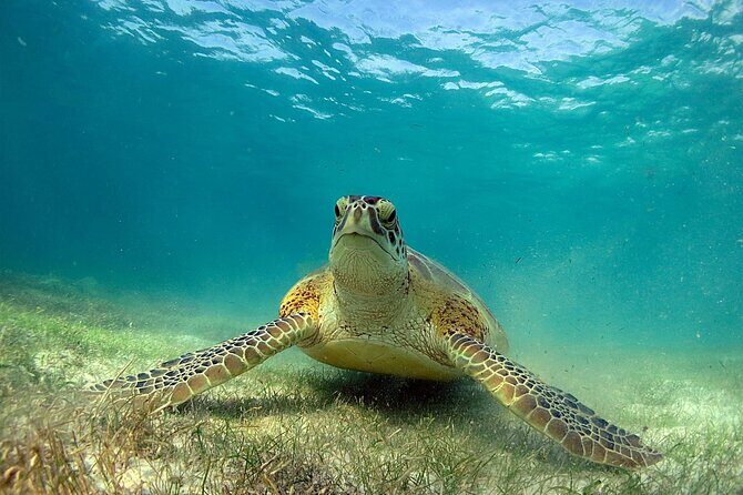 Snorkeling Experience with Turtles in Cenote in Riviera Maya - The timing and pace: how to fit it into a Riviera Maya day