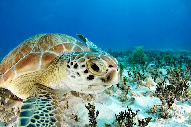Snorkeling Experience with Turtles in Cenote in Riviera Maya - Comfort and gear tips so you enjoy the water more