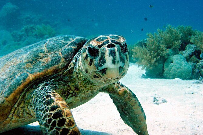 Snorkeling Experience with Turtles in Cenote in Riviera Maya - Getting moving from Playa del Carmen without wasting time