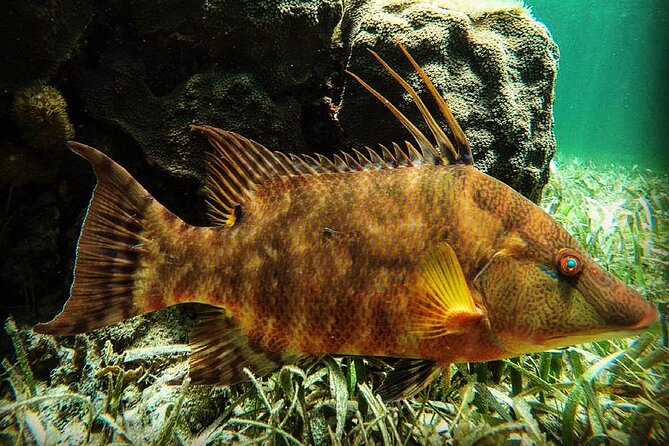 Snorkeling Guided Activity in Puerto Morelos Mexico - Key highlights you can bank on