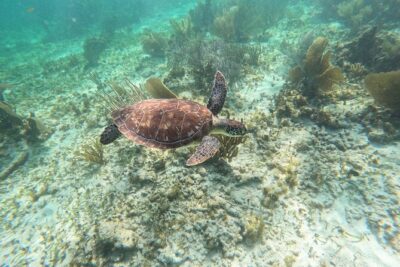 Snorkeling Guided Activity in Puerto Morelos Mexico - Two snorkel sessions that make time feel fair