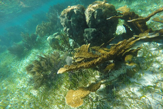 Snorkeling Guided Activity in Puerto Morelos Mexico - Reef-first safety: equipment, life vests, and the no-sunscreen rule