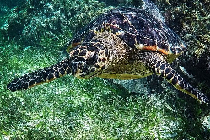 Snorkeling Guided Activity in Puerto Morelos Mexico - Small group size and meeting point logistics (the stuff that saves your day)