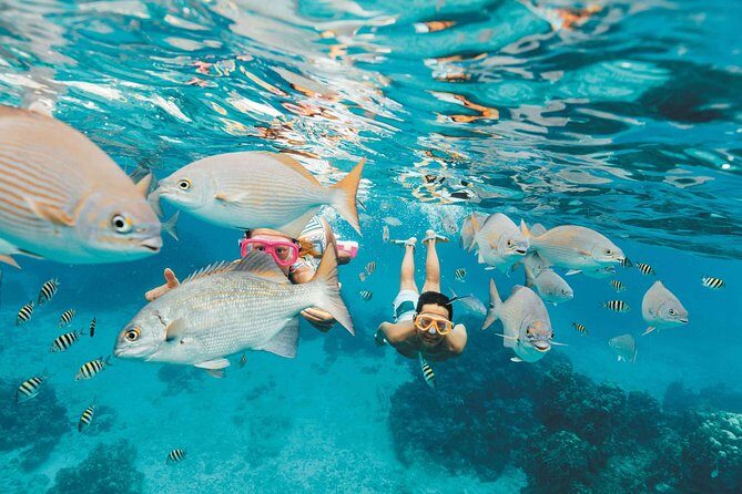 Snorkeling in Puerto Morelos - Value check: why this is often better than the big package