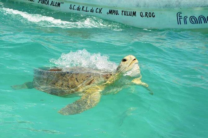 Snorkeling in Sian Ka'an - Sian Ka’an and Punta Allen: the real reason to go