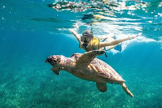Snorkeling Tour with Turtles and Stingrays Puerto Morelos - Getting There Smoothly from Cancun: Pickup, Timing, and Check-In