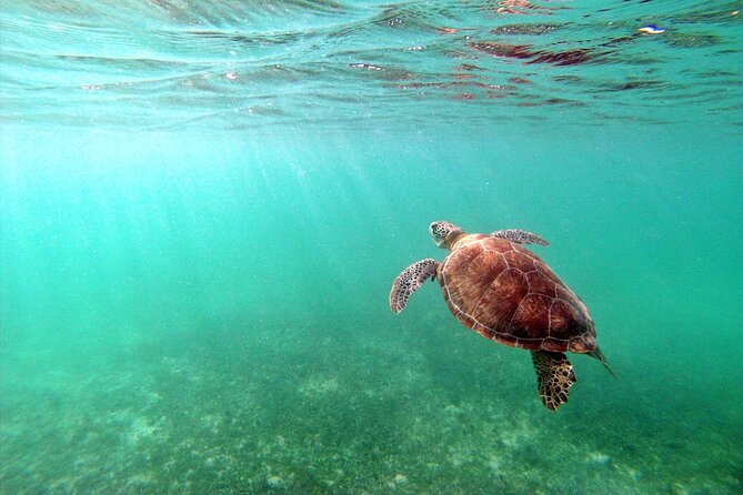 Snorkeling with Turtles and Cenote Tour from Riviera Maya - Akumal Beach snorkeling for turtles: how the day really feels