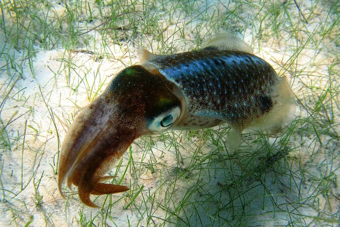 Snorkeling with Turtles and Cenote Tour from Riviera Maya - Transportation from Playa del Carmen and Tulum: good convenience, real drive time