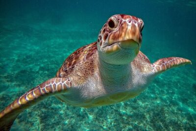 Snorkeling with Turtles and Cenote Tour from Riviera Maya - Cenote snorkeling after Akumal: the freshwater reset