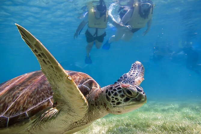Snorkeling with Turtles and Cenote Tour from Riviera Maya - Guides, equipment, and languages: how support is handled
