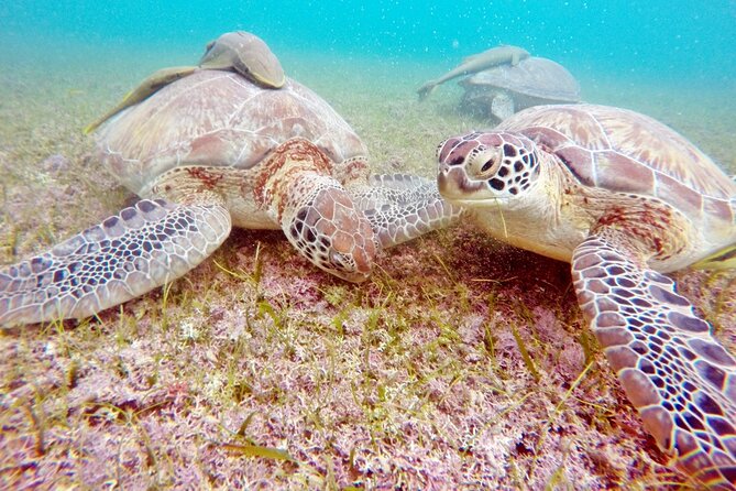 Snorkeling with Turtles and Cenote Tour from Riviera Maya - Should you book this snorkeling with turtles and cenote tour from Riviera Maya?