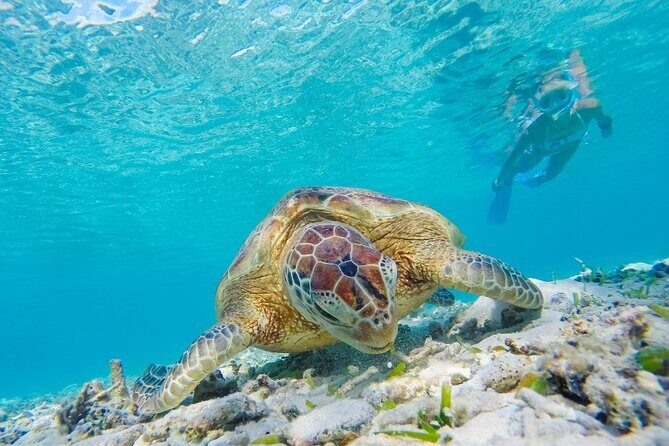 Snorkeling with Turtles and Cenotes - Pickup in Playa del Carmen: know your starting point