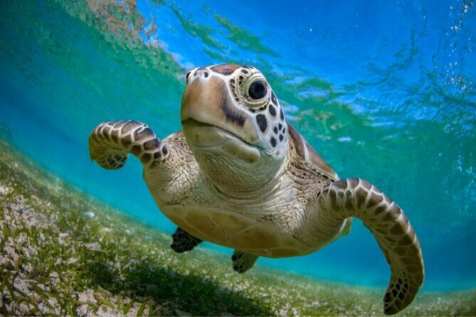 Snorkeling with Turtles and Cenotes - Cenote Caracon swim: clear water and cave-world moments