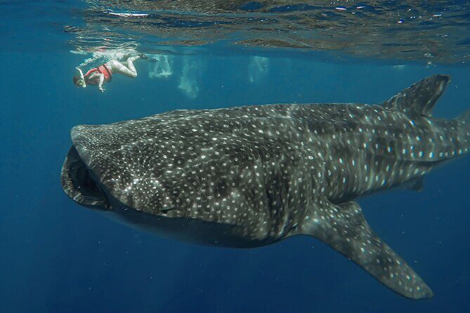 Snorkeling with Whale Sharks - Isla Mujeres - Cancun Pickup, Van Ride, and the Meaning of a 7-Hour Day