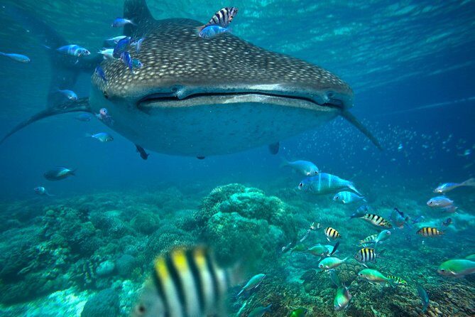 Snorkeling with Whale Sharks - Isla Mujeres - What You Wear and Bring for a More Comfortable Swim