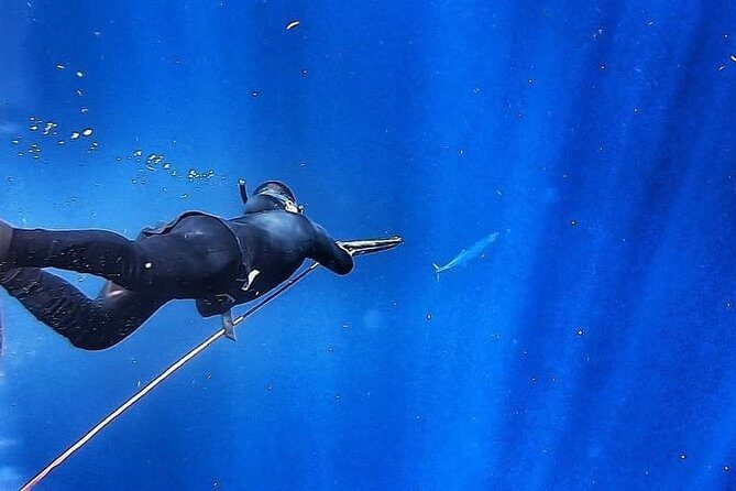 Spearfishing Playa del Carmen or Tulum - What You Might Catch: Reef Fish First, Seasonal Targets Second