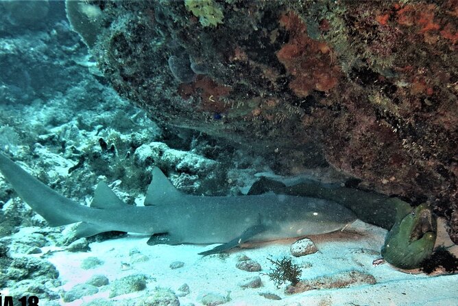 SPECIAL!! 2 Tank Wreck & Drift Reef dives - Two-Tank Plan in Isla Mujeres: What the Day Feels Like