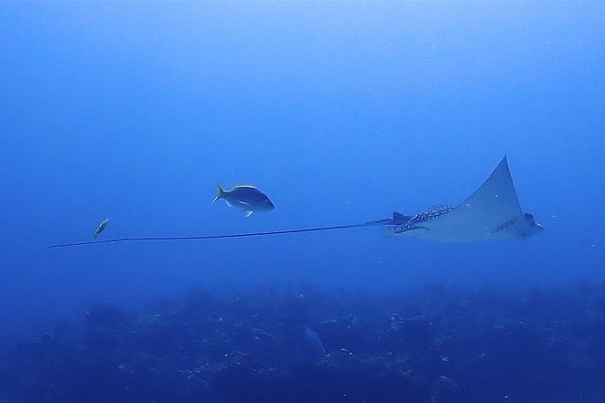 SPECIAL!! 2 Tank Wreck & Drift Reef dives - What Penetrable Wrecks Demand From You (And Why It’s Worth It)